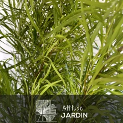 ATTITUDE JARDIN - Rhus viminalis - faux bambou - ↕ 100-110 cm - ⌀ 24 cm - plante d'extérieur