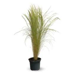 ATTITUDE JARDIN - Stipa tenuifolia - cheveux d'ange - plante d'extérieur - ↕ 70-80 cm - ⌀ 17 cm