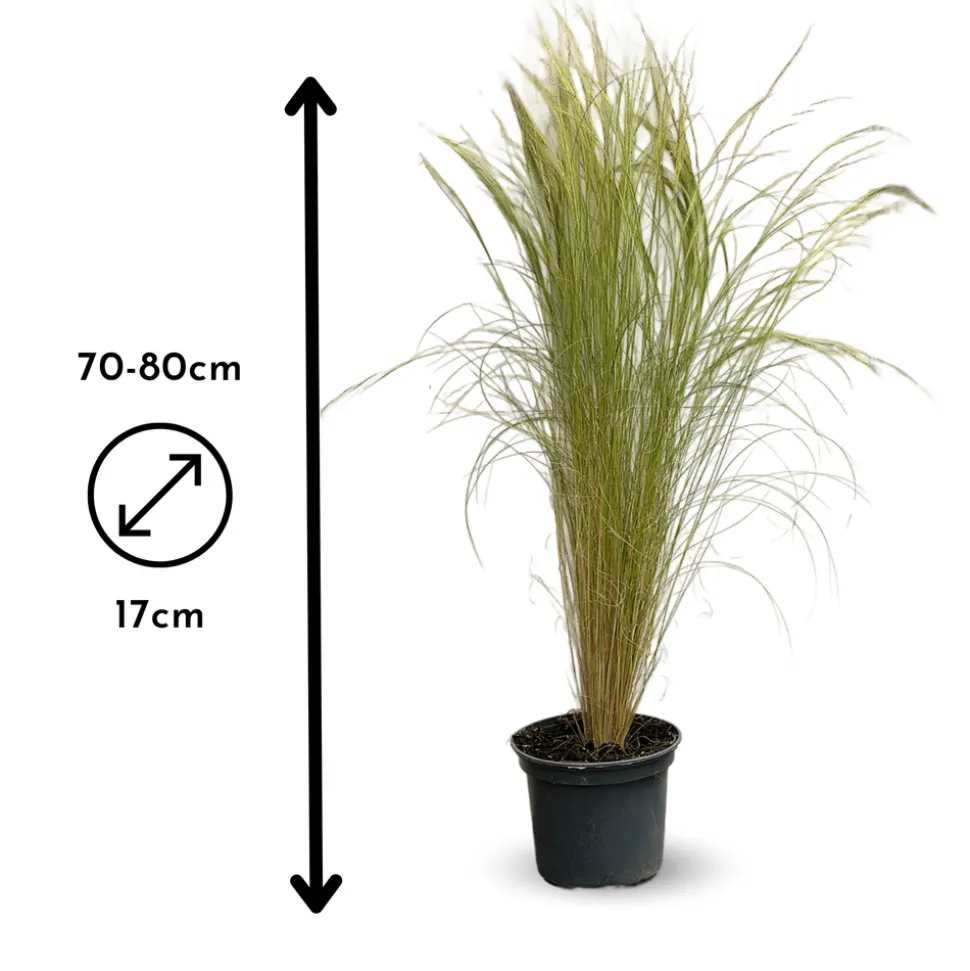 ATTITUDE JARDIN - Stipa tenuifolia - cheveux d'ange - plante d'extérieur - ↕ 70-80 cm - ⌀ 17 cm