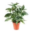 Aucuba : pot d.13cm