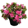 Azalea japonica : H 40/50 cm, ctr 7 L - Coloris variables