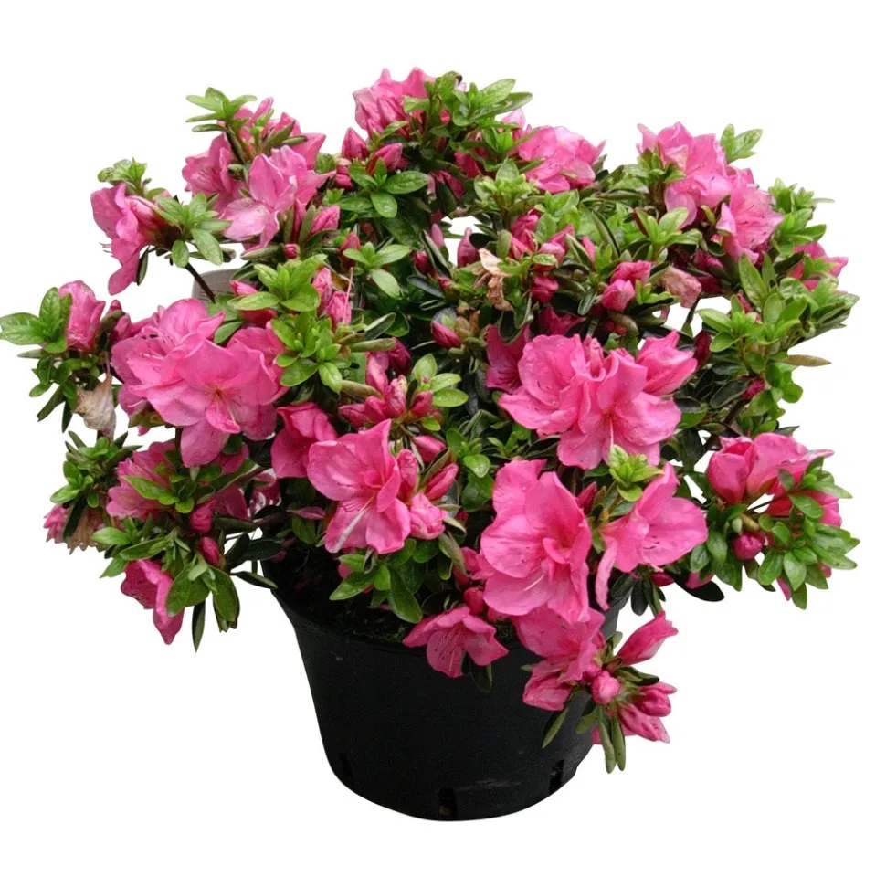 Azalea japonica : H 40/50 cm, ctr 7 L - Coloris variables