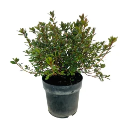 Azalea japonica : H 40/50 cm, ctr 7 L - Coloris variables