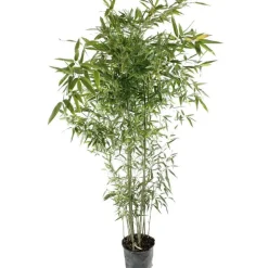 Bambou moyen phyllostachys bissetii: pot de 7 litres