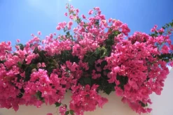 BEIJA-FLORES - Bougainvillier rose h-40/60 cm