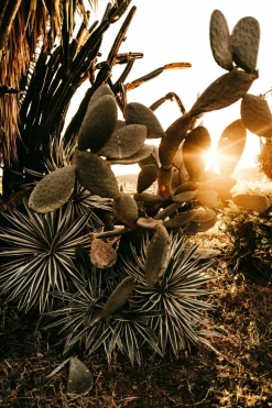 BEIJA-FLORES - Cactus / euphorbia 50/100cm