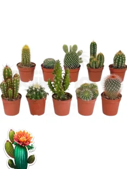 BEIJA-FLORES - Cactus mélange de 10 pots h-7/15cm