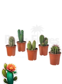 BEIJA-FLORES - Cactus mélange de 5 pots h-7/15cm