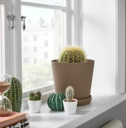 BEIJA-FLORES - Cactus mélange de 5 pots h-7/15cm