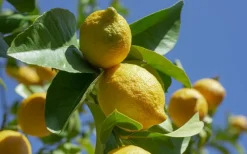 BEIJA-FLORES - Citronnier 4 saison large h-70/110 cm