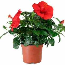 BEIJA-FLORES - Hibiscus en pot / hauteur livrée-40/80 cm