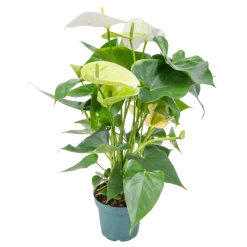 BLOOMIQUE - Anthurium - plante flamant rose - blanc - plante d’intérieur - 30-40 cm de haut - pot 12 cm