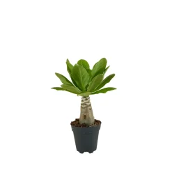 BLOOMIQUE - Brighamia insignis - palmier d'hawaï - plantes d'intérieur - pot 12cm - 25-35cm de haut
