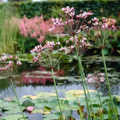 BLOOMIQUE - Butomus umbellatus - butome en ombelle - plantes de bassin - 15-25 cm de haut - pot 9 cm