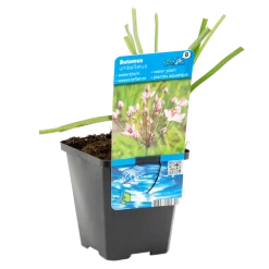 BLOOMIQUE - Butomus umbellatus - butome en ombelle - plantes de bassin - 15-25 cm de haut - pot 9 cm