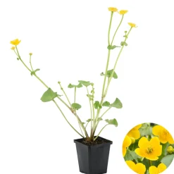 BLOOMIQUE - Caltha palustris - populage des marais - plantes de bassin - rustique - hauteur 15-25 cm - pot 9 cm