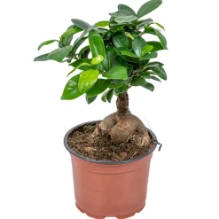 BLOOMIQUE - Ficus ginseng - bonsaï - plantes d’intérieur - dépolluante - 20-30 cm de haut - pot 12 cm