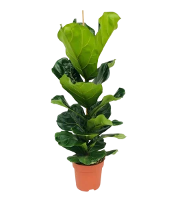 BLOOMIQUE - Ficus lyrata - figuier lyre - plante d’intérieur - dépolluante - pot 21 cm - hauteur 80-100 cm