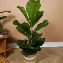 BLOOMIQUE - Ficus lyrata - figuier lyre - plante d’intérieur - dépolluante - pot 21 cm - hauteur 80-100 cm