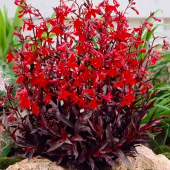 BLOOMIQUE - Lobelia queen victoria - lobélie écarlate - rouge - plantes de bassin - hauteur 20-30 cm - pot 9 cm