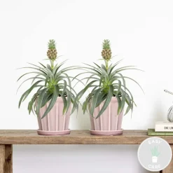 BLOOMIQUE - Lot de 2 - ananas mi amigo - plante ananas - plante anti-ronflement - 30-40 cm de haut - pot 12 cm