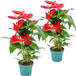BLOOMIQUE - Lot de 2 - anthurium - plante flamant rose - blanc - 30-40 cm de haut - pot 12 cm