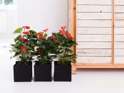 BLOOMIQUE - Lot de 2 - anthurium - plante flamant rose - blanc - 30-40 cm de haut - pot 12 cm
