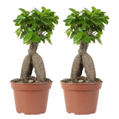BLOOMIQUE - Lot de 2 - ficus ginseng - bonsaïs - plantes d’intérieur - 25-35 cm de haut - pot 15 cm