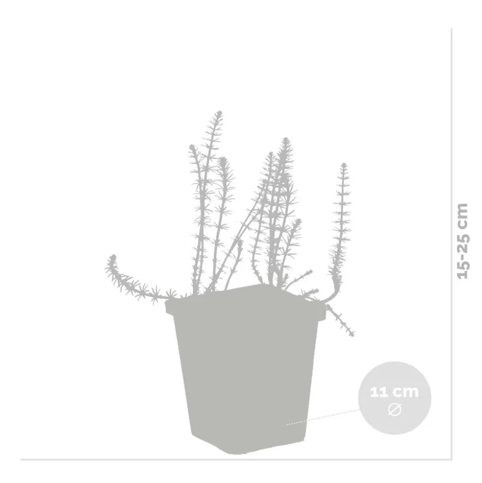 BLOOMIQUE - Lot de 2 - hippuris vulgaris - hippuride - plantes de bassin - hauteur 10-20 cm - pot 11 cm