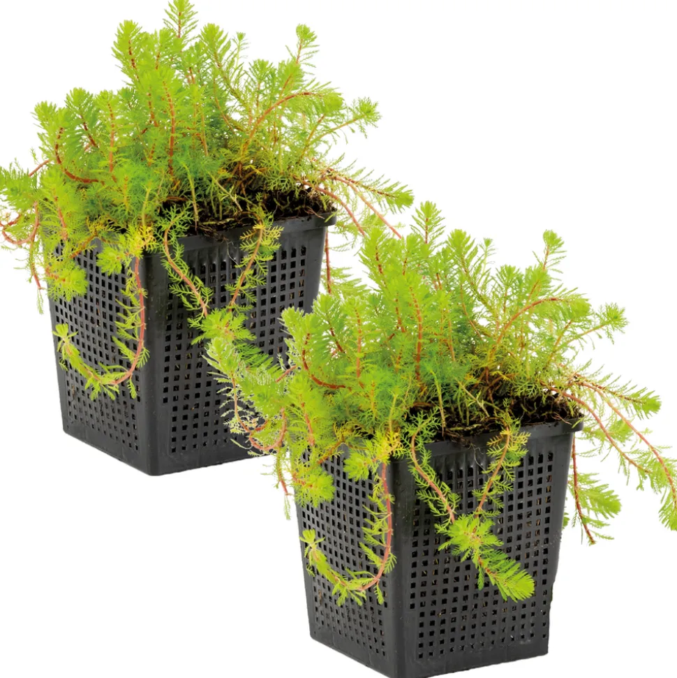 BLOOMIQUE - Lot de 2 - myriophyllum red stem - myriophylle rouge - hauteur 10-20 cm - pot 11 cm