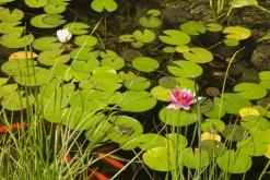 BLOOMIQUE - Lot de 2 - nymphaea attraction - nénuphar - rouge - plantes de bassin - hauteur 10-20 cm - pot 11 cm