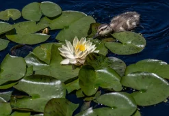 BLOOMIQUE - Lot de 2 - nymphaea marliacea chromat - nénuphar - jaune - hauteur 10-20 cm - pot 11 cm