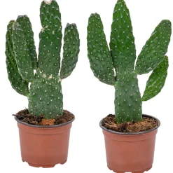 BLOOMIQUE - Lot de 2 - opuntia rubescens - cactus road kill - plante cactus - hauteur 20-30 cm - pot 12 cm
