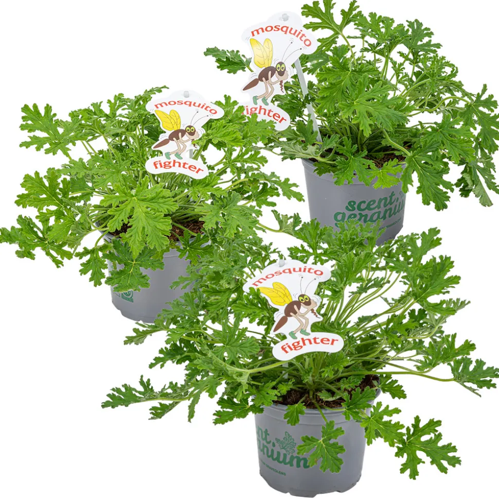 BLOOMIQUE - Lot de 3 - pelargonium graveolens - géranium citronné - hauteur 15-30 cm - pot 10,5 cm
