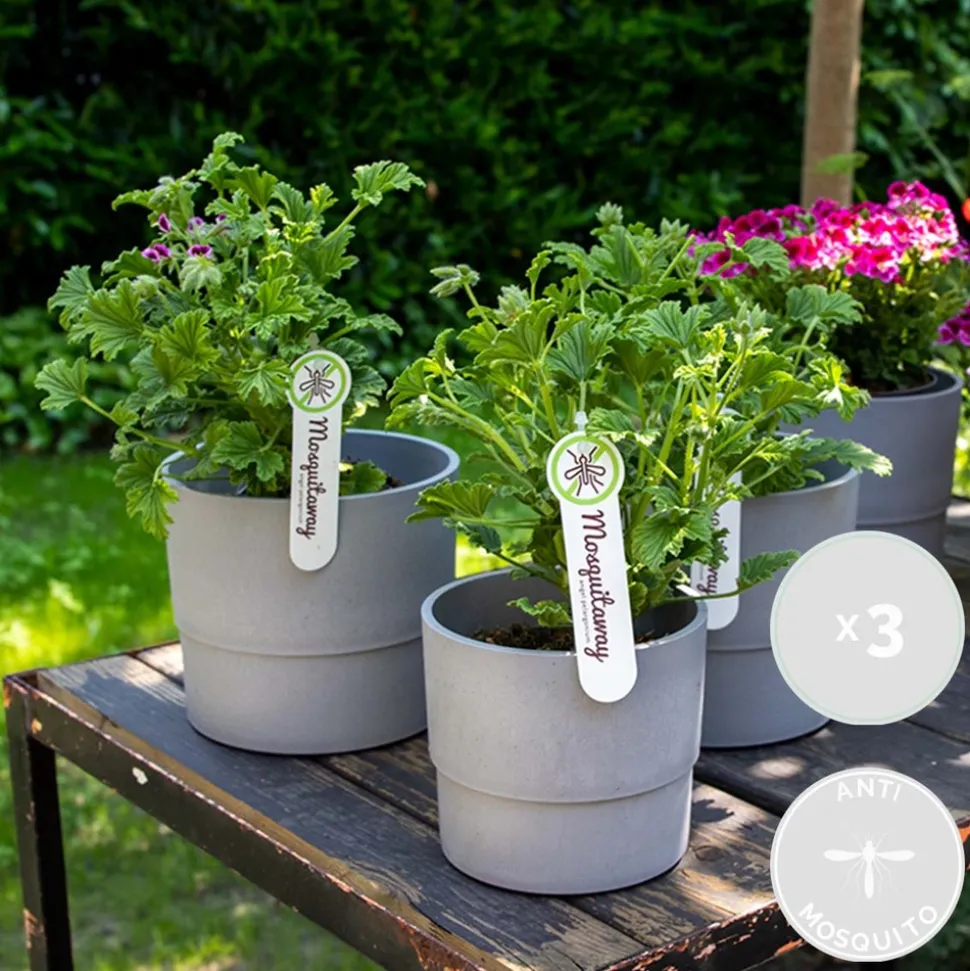 BLOOMIQUE - Lot de 3 - pelargonium graveolens - géranium citronné - hauteur 15-30 cm - pot 10,5 cm
