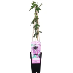 BLOOMIQUE - Passiflora 'purple haze' - fleur de la passion - violette - 50-70 cm de haut - pot 15 cm