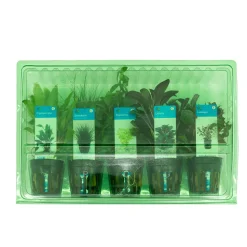 BLOOMIQUE - Set de 5 - plantes d'aquarium véritables - plantes aquatiques - purifiantes - hauteur 15-20 cm