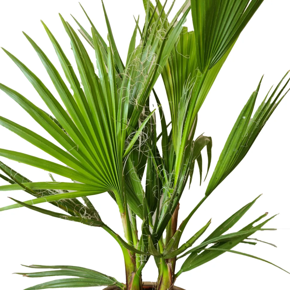 BLOOMIQUE - Washingtonia robusta - palmier éventail mexicain - palmier rustique - hauteur 80-100 cm - pot 21 cm