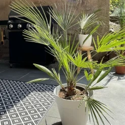 BLOOMIQUE - Washingtonia robusta - palmier éventail mexicain - palmier rustique - hauteur 80-100 cm - pot 21 cm