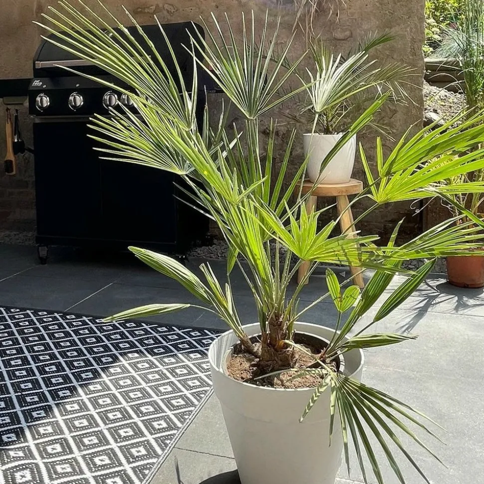 BLOOMIQUE - Washingtonia robusta - palmier éventail mexicain - palmier rustique - hauteur 80-100 cm - pot 21 cm