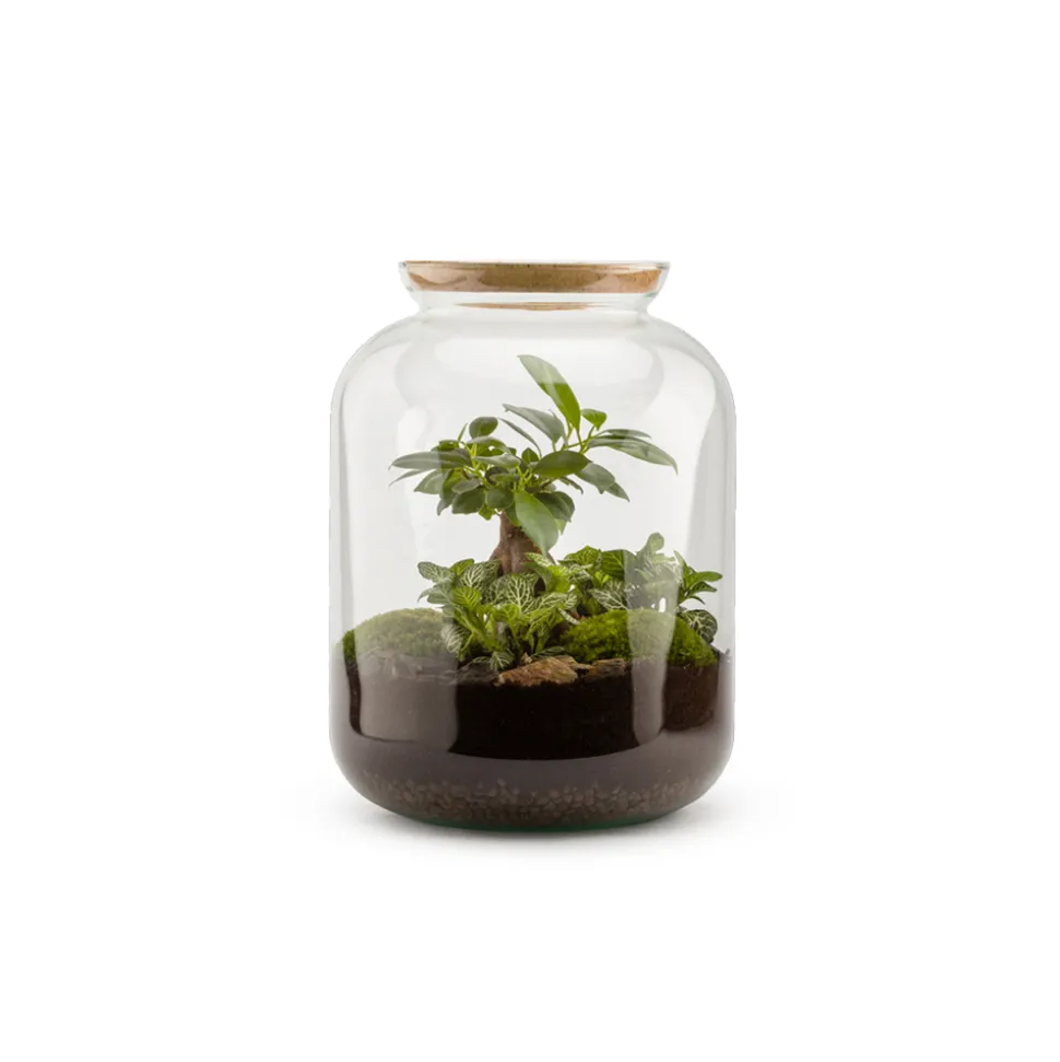 Bonbonne classic S Ginseng