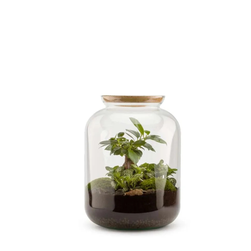 Bonbonne classic S Ginseng