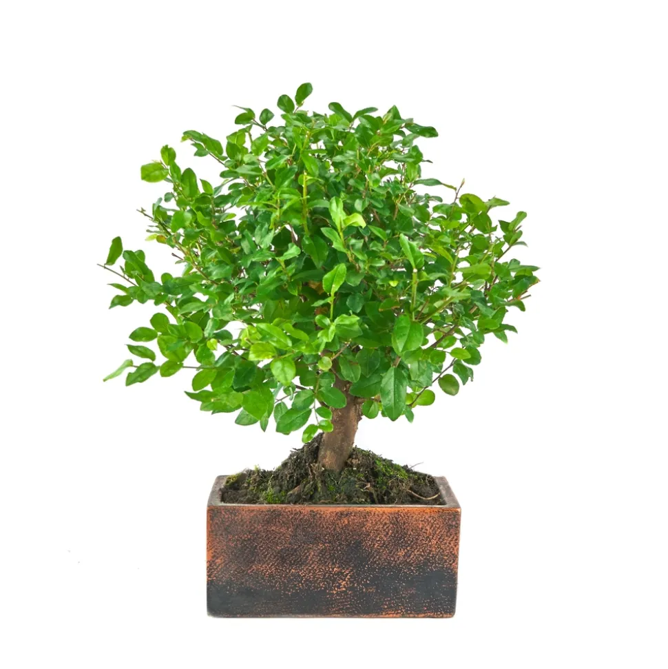 BonsaÏ 5 ans d'âge avec son pot Déco Oxide