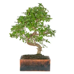BonsaÏ 8 ans d'âge avec son pot Déco Oxide