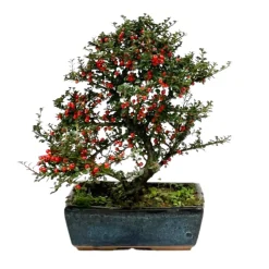 Bonsaï Cotoneaster - 8 ans
