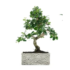 Bonsaï d'intérieur 6 ans, pot déco orient