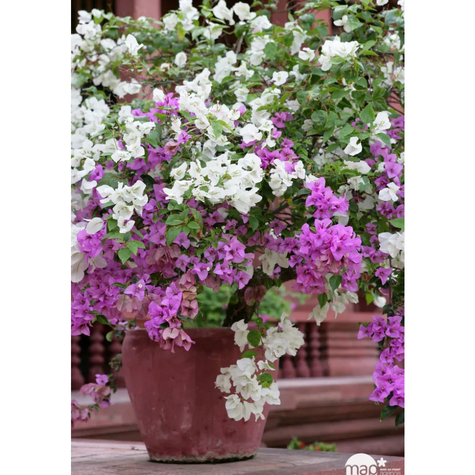 Bougainvillea en touffe, Pot D.17cm