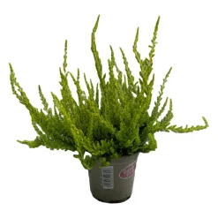 Bruyere calluna garden girls vert pot 10.5cm