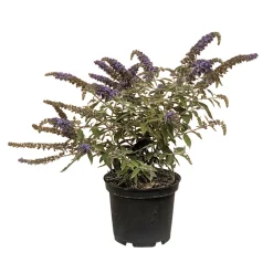 Buddleia davidii Collection Proven Winners® : pot 5L