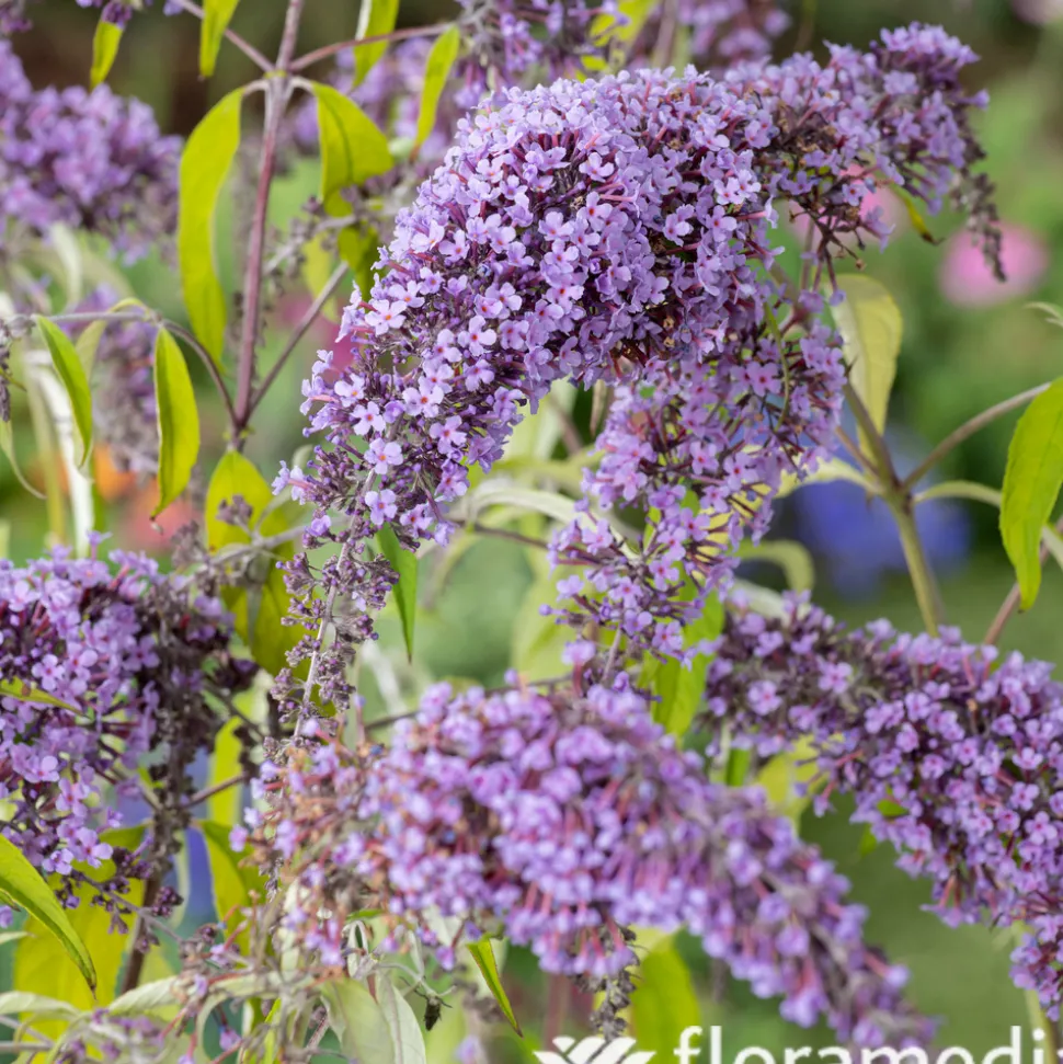 Buddleia : pot de 3L